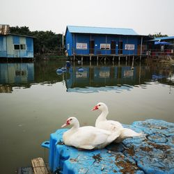 Swan floating on lake against buildings