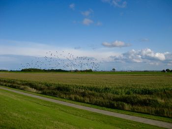 Scenic view of agricultural field against sky