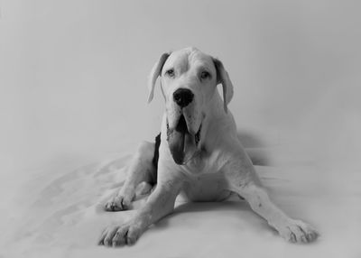 Portrait of dog sitting on floor against white background