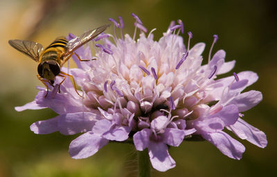 Close-up of bee on purple flower