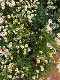 High angle view of flowering plants on field