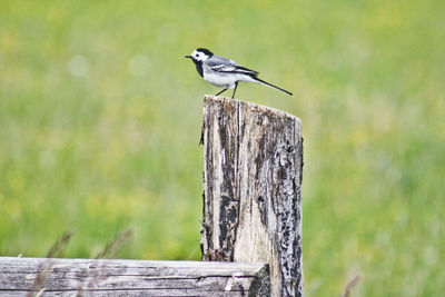 Close-up of bird perching on wooden post