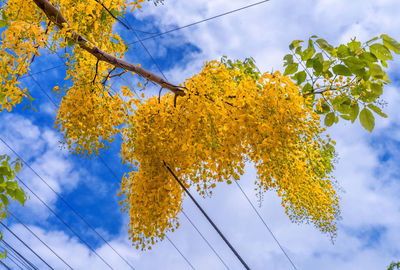 Low angle view of maple leaves against sky