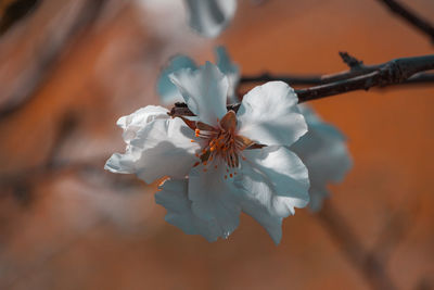 Close-up of white flower