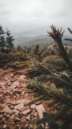 Close-up of plant against sky