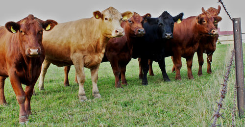 Cows standing on field