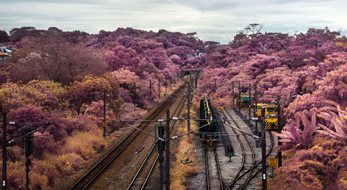 Railroad tracks amidst trees against sky