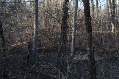 Bare trees in forest during winter