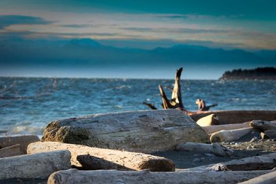 Birds on rocks by sea against sky