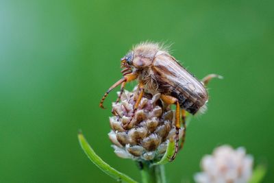 Close-up of insect on plant