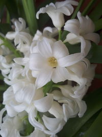 Close-up of white flowers