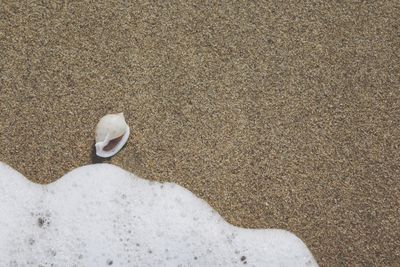 High angle view of seashell at beach