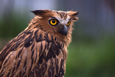 Close-up of owl looking away