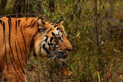 View of a cat looking away in forest