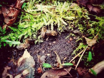 Close-up of plant growing on field