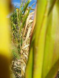 Close-up of crop growing on field