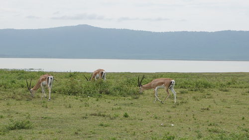Horses in a field