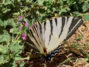 High angle view of butterfly on plant