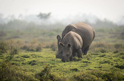 Rhinoceros standing on field