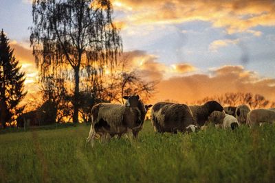 Scenic view of grassy field against sky at sunset