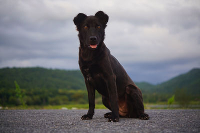 Portrait of dog sitting on road against sky