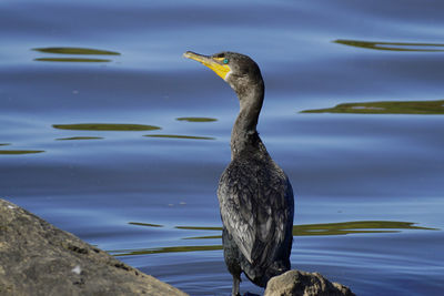 Bird perching on a lake