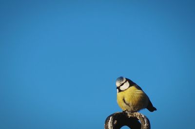 Low angle view of bluetit perching against clear blue sky
