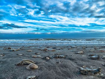 Surface level of seashell on beach against sky