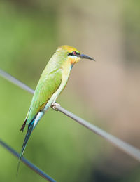 Close-up of bird perching on leaf