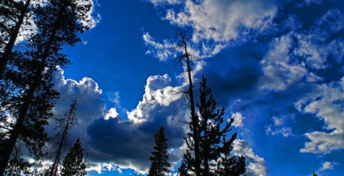 Low angle view of trees against blue sky