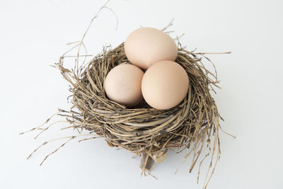 Close-up of eggs in nest against white background