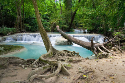 Scenic view of waterfall in forest