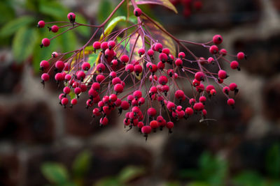 Berries growing on tree