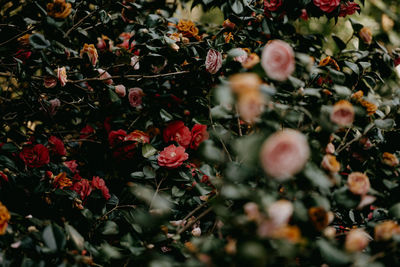 Close-up of flowering plants