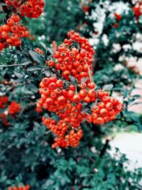 Close-up of red berries growing on tree