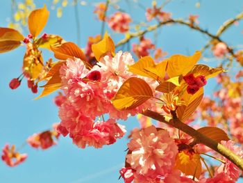 Low angle view of flowers against sky