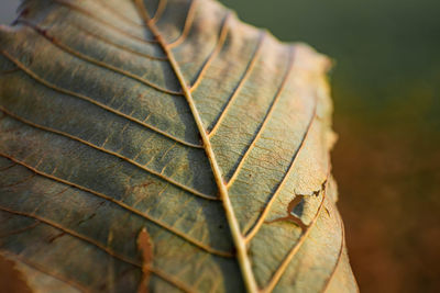 Close-up of dried autumn leaf