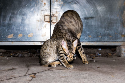 Cat sitting outdoors