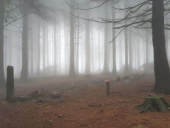 Trees in forest