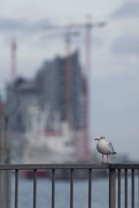Seagull perching on railing