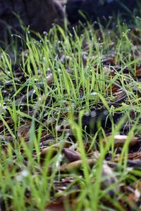 Close-up of plants growing on field