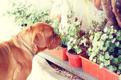 Close-up of dog with flowers