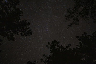 Low angle view of trees against sky at night