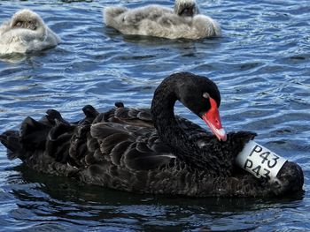 Swan swimming in lake