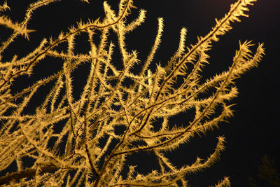 Close-up of stalks against the sky