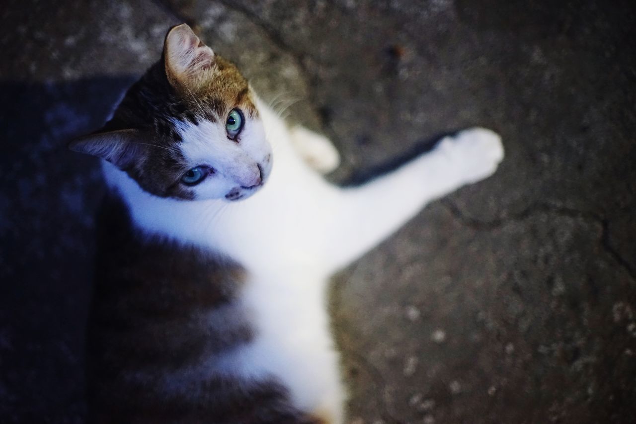 HIGH ANGLE PORTRAIT OF CAT LOOKING DOWN