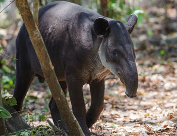 Baird's tapir - tapirus bairdii in corcovado national park