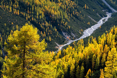 Pine trees in forest during autumn