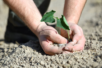 Close-up of hands holding plant