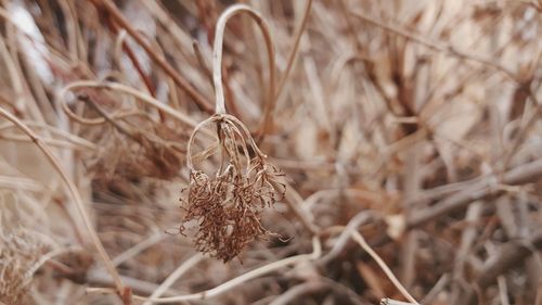 Close-up of wheat on field